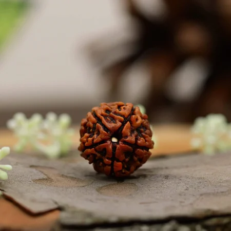 Original Nepali Five Faced / 5 Mukhi Rudraksha Bead (Colour: Brown, Shape: Round) with Certificate