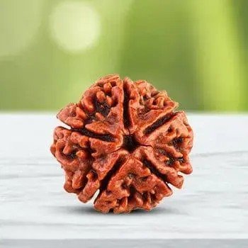 Original Nepali Five Faced / 5 Mukhi Rudraksha Bead (Colour: Brown, Shape: Round) with Certificate